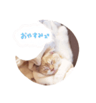 こねこのてぃーこ（個別スタンプ：3）