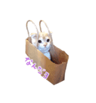 こねこのてぃーこ（個別スタンプ：4）