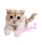 こねこのてぃーこ（個別スタンプ：5）