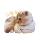 こねこのてぃーこ（個別スタンプ：6）