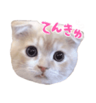 こねこのてぃーこ（個別スタンプ：7）