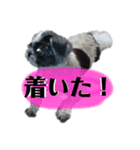 aoshima mei 2（個別スタンプ：4）