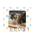 ひなちゃんの日常♡♡（個別スタンプ：12）