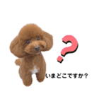 トイプードル こはくのスタンプ（個別スタンプ：2）