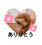 トイプードル こはくのスタンプ（個別スタンプ：6）