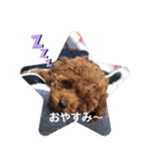 トイプードル こはくのスタンプ（個別スタンプ：8）
