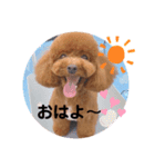 トイプードル こはくのスタンプ（個別スタンプ：9）