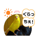 インコのスタンプ《その5》外国語（個別スタンプ：6）