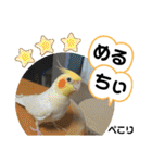 インコのスタンプ《その5》外国語（個別スタンプ：8）