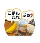 インコのスタンプ《その5》外国語（個別スタンプ：9）