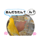 インコのスタンプ《その5》外国語（個別スタンプ：11）