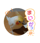 インコのスタンプ《その5》外国語（個別スタンプ：20）