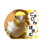 インコのスタンプ《その5》外国語（個別スタンプ：25）