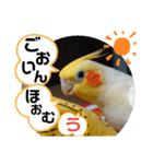 インコのスタンプ《その5》外国語（個別スタンプ：26）