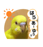 インコのスタンプ《その5》外国語（個別スタンプ：28）