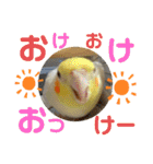 インコのスタンプ《その5》外国語（個別スタンプ：34）