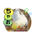 インコのスタンプ《その5》外国語（個別スタンプ：40）