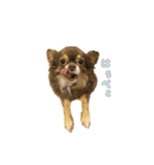 たっくんのゆかいな動物たち（個別スタンプ：9）