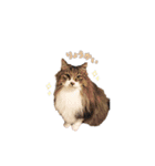 たっくんのゆかいな動物たち（個別スタンプ：11）