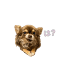 たっくんのゆかいな動物たち（個別スタンプ：12）