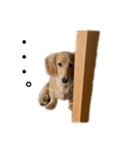 うちの可愛い犬（個別スタンプ：1）