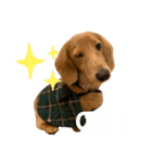 うちの可愛い犬（個別スタンプ：3）