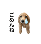 うちの可愛い犬（個別スタンプ：4）