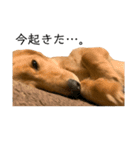 うちの可愛い犬（個別スタンプ：5）