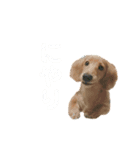 うちの可愛い犬（個別スタンプ：6）