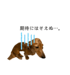 うちの可愛い犬（個別スタンプ：7）
