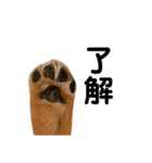うちの可愛い犬（個別スタンプ：9）