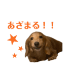 うちの可愛い犬（個別スタンプ：10）