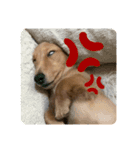うちの可愛い犬（個別スタンプ：11）