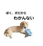 うちの可愛い犬（個別スタンプ：12）