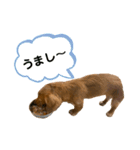 うちの可愛い犬（個別スタンプ：13）
