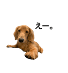 うちの可愛い犬（個別スタンプ：14）