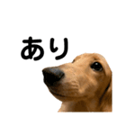 うちの可愛い犬（個別スタンプ：15）
