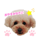 プードルちゃんのあいさつ（個別スタンプ：1）