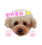 プードルちゃんのあいさつ（個別スタンプ：2）