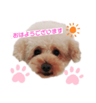 プードルちゃんのあいさつ（個別スタンプ：3）