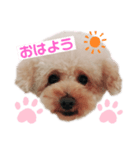 プードルちゃんのあいさつ（個別スタンプ：4）
