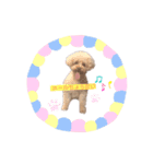 プードルちゃんのあいさつ（個別スタンプ：5）