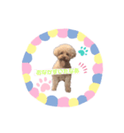 プードルちゃんのあいさつ（個別スタンプ：8）