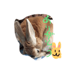 ぼくはこっちゃん（個別スタンプ：20）