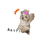 蘭丸といちご（個別スタンプ：4）