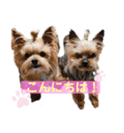 蘭丸といちご（個別スタンプ：5）