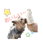 蘭丸といちご（個別スタンプ：13）