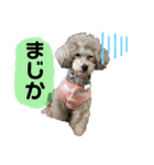 我が家のモフモフpart2（個別スタンプ：3）