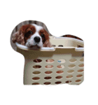 キャバリア・チャコの日常（個別スタンプ：4）