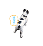 もんちゃん フレンチブルドック（個別スタンプ：2）